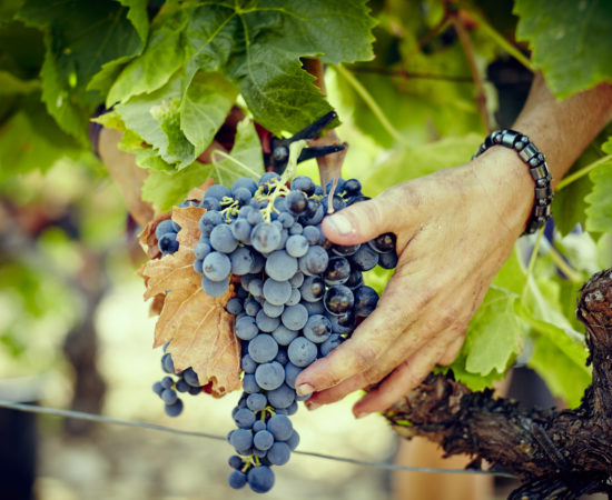 Les vendanges